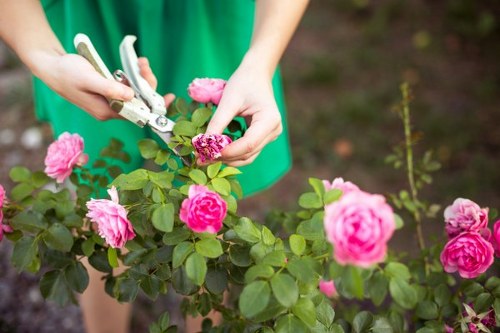 Healthy lawn maintenance in an Orpington garden
