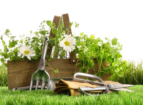 Garden waste collection and tidy-up service in Orpington