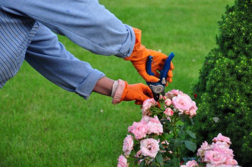 Orpington garden care improving outdoor space appearance and health