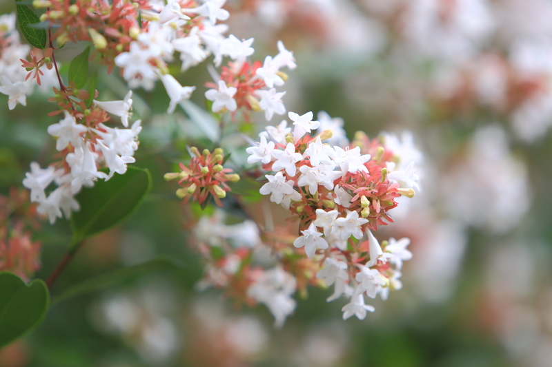 irrigation system garden