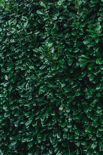 Close-up view of a dense, well-maintained hedge composed of glossy, dark green leaves with a smooth texture, indicating it has been recently trimmed and shaped as part of garden maintenance work. In t