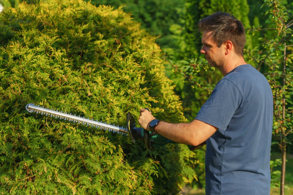 Close-up view of a dense, well-maintained hedge composed of glossy, dark green leaves with a smooth texture, indicating it has been recently trimmed and shaped as part of garden maintenance work. In t